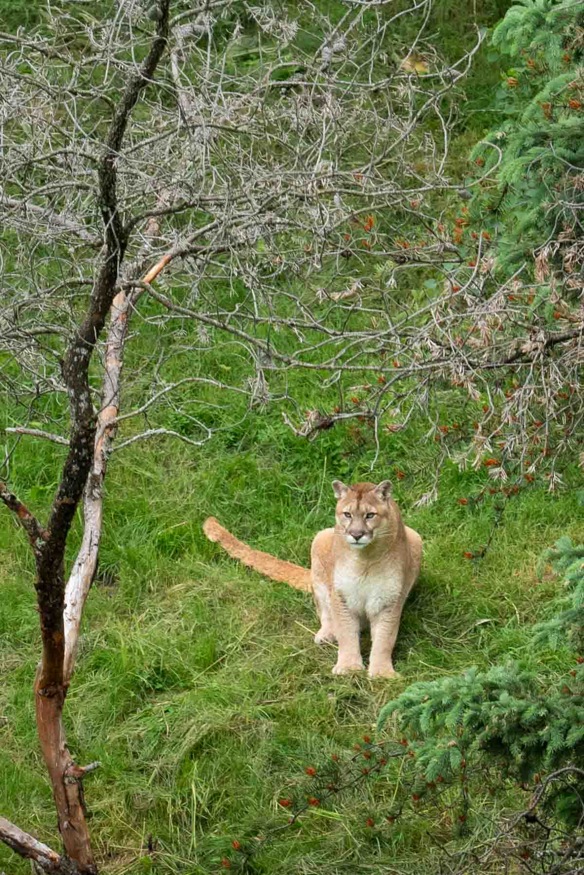 A cougar mews at his trainer at Quebecs wildlife zoo.