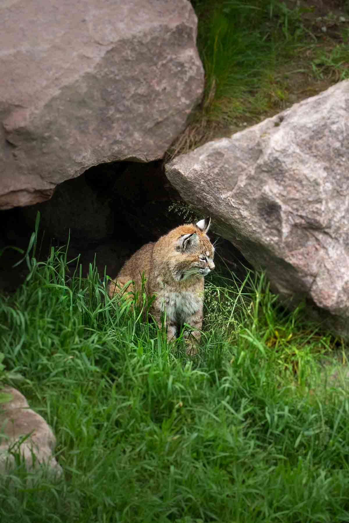 Canadian Lynx kitten by its rock den at Zoo Sauvage.