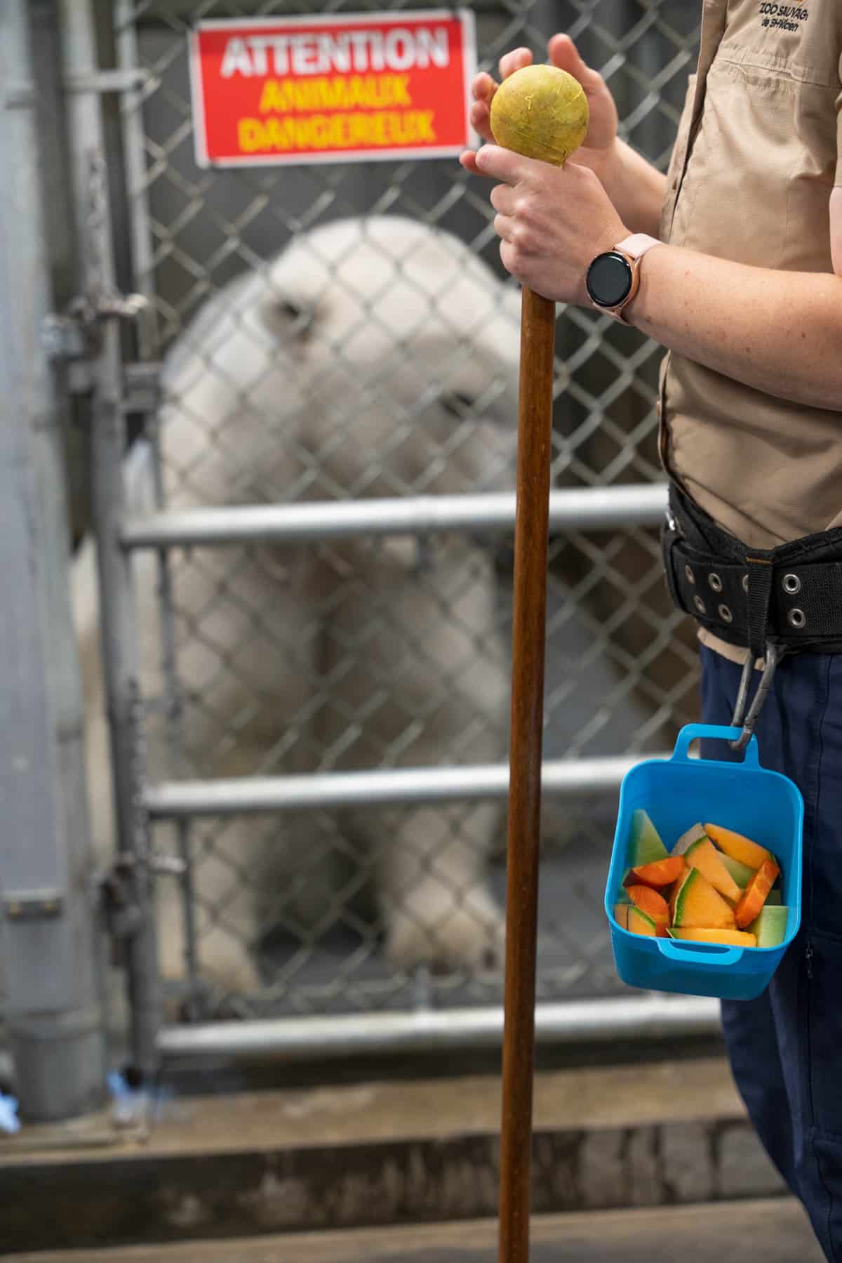 A polar bear undergoing training with fruit as a treat.