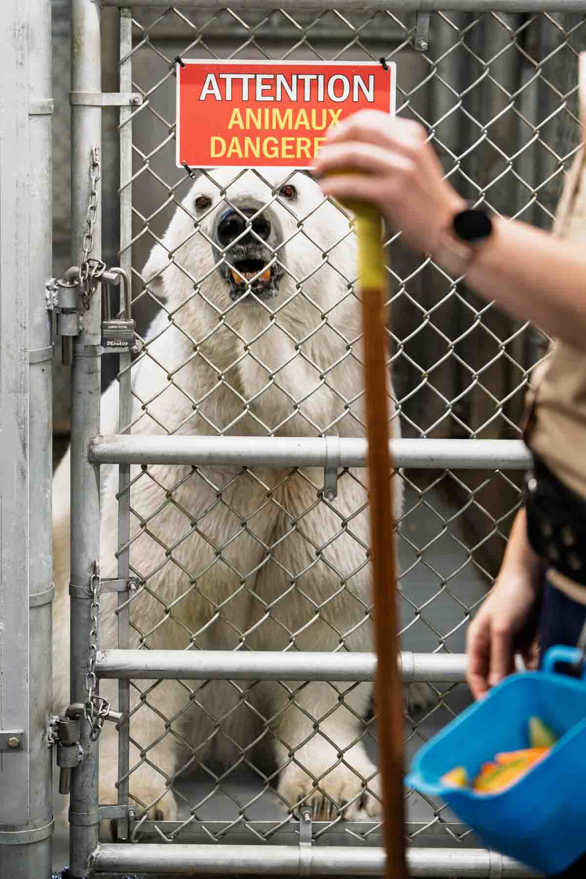 A Polar Bear undergoing Biomedical training at Zoo Sauvage in Quebec.